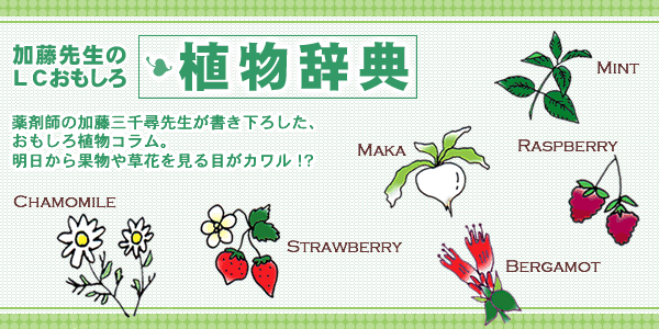 ワイルドヤムはアンチエイジングに効く!【コラム】