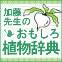 ワイルドヤムはアンチエイジングに効く!【コラム】